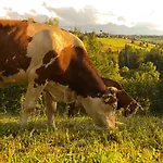 Pansiyon Dom Na Rusinskim 11 Rodzinny Zakatek W Gorach *